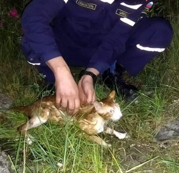 В Новороссийске спасатели спасли кошку из пожарного водоема