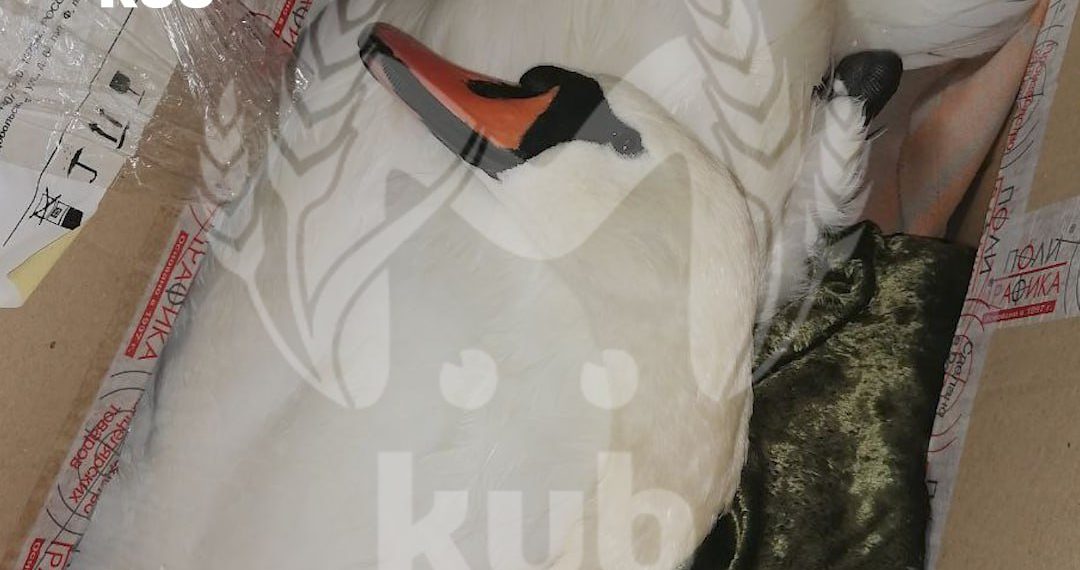 В Краснодарском крае недавно выведшему потомство лебедю сломали шею