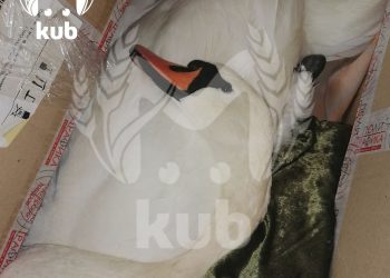 В Краснодарском крае недавно выведшему потомство лебедю сломали шею