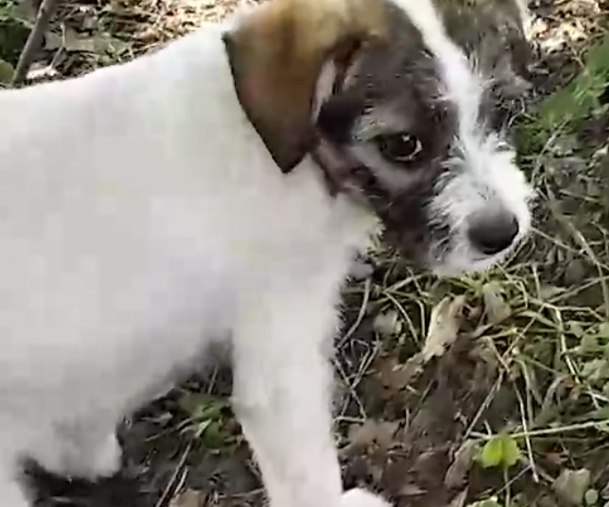 В Краснодарском крае волонтеры изъяли пострадавшего от девочки-живодерки щенка