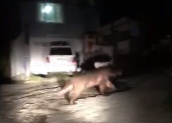 Медвежонок разгуливал по сочинской Измайловке