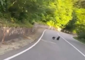 В Сочи двое медвежат бегали прямо по дороге