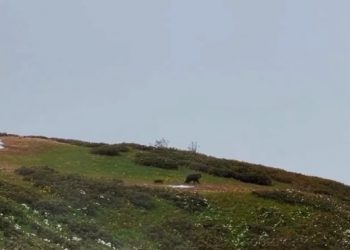 В Сочи заметили медведицу и медвежонка