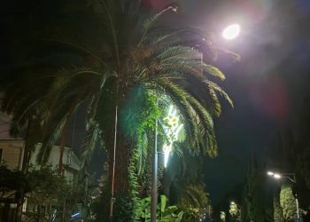 В Сочи обработали пальмы от вредителей