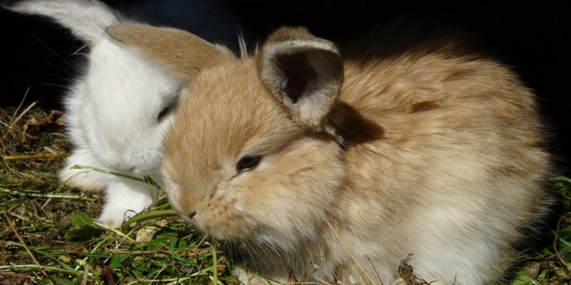 В Армавире школьник убил семь кроликов и 17 уток