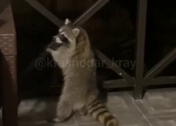 Появилось видео, как двое енотов провели ревизию в одном из домов Сочи