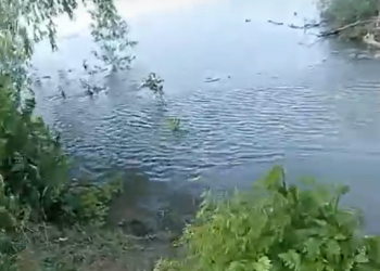 «Таскали животных и детей»: на Кубани сом в реке съел собаку