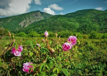 «Опасные явления будут»: Роман Вильфанд дал прогноз погоды на лето на юге России