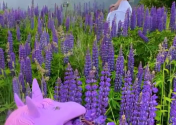 На сочинском курорте «Роза Хутор» единороги объели все люпины