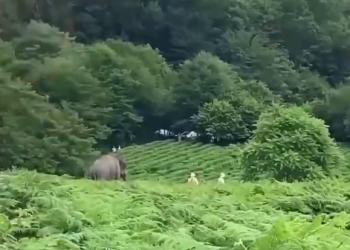 В Сочи слоны на чайной плантации гоняют коров