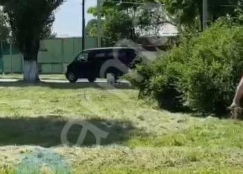 В Армавире собака напала на девочку