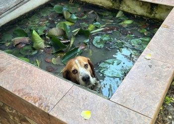 В Новороссийске спасатели уговорили пса вылезти из бассейна