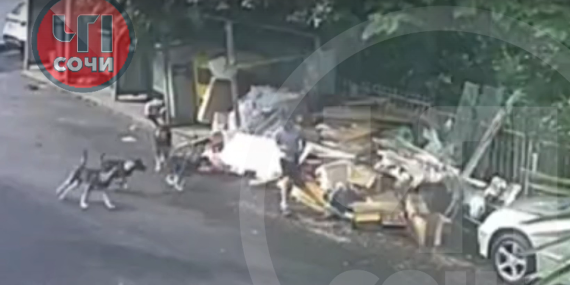 В Сочи школьник стал жертвой нападения стаи бродячих собак рядом с помойкой