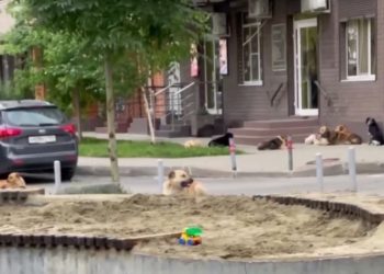 В Краснодаре собака покусала девочку