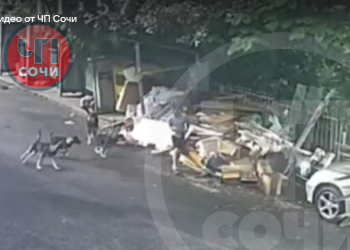 В Сочи школьник стал жертвой нападения стаи бродячих собак рядом с помойкой