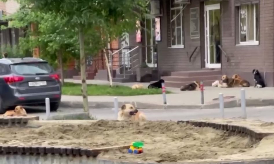 В Краснодаре собака покусала девочку