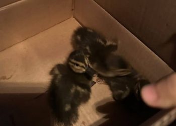 В Краснодаре машина сбила утку с утятами