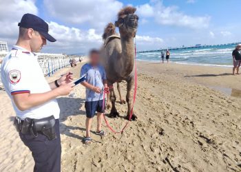В Анапе владельца верблюда оштрафуют за незаконный бизнес