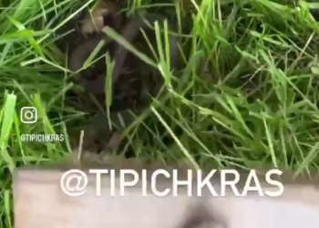 В Краснодаре эпичный бой швабры со змеей сняли на видео