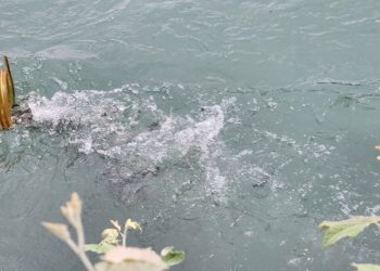 В реку в Сочи выпустили 240 тысяч штук молоди черноморского лосося