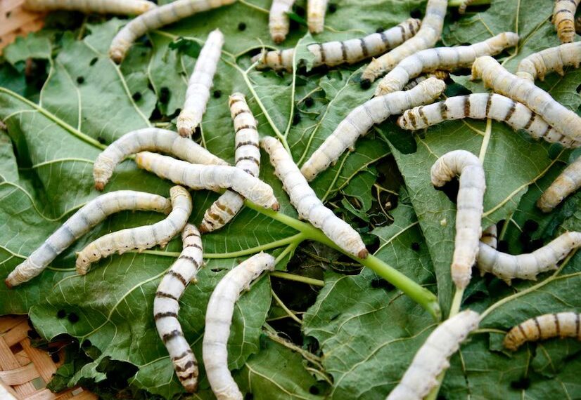 Замешаны комары: почему червь-паразит пожирал голову жителя Новороссийска