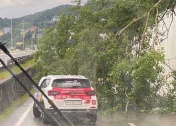 В Сочи дерево частично перекрыло дорогу