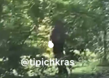 В Краснодаре мастурбация в кустах Ботанического сада вышла на новый уровень