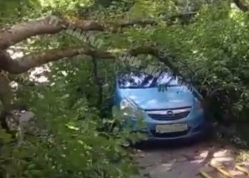 В Сочи дерево упало на два припаркованных авто