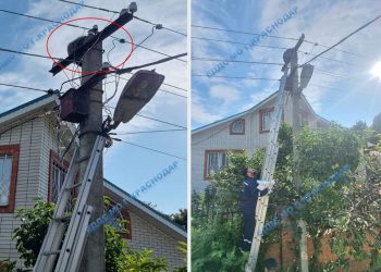 В Краснодаре енот  несколько часов просидел на фонарном столбе