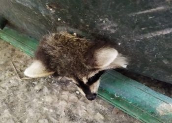 В детском саду Новороссийска спасли застрявшего в мусорном баке енота
