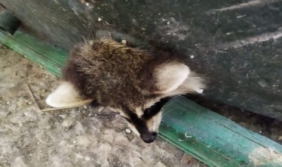 В детском саду Новороссийска спасли застрявшего в мусорном баке енота