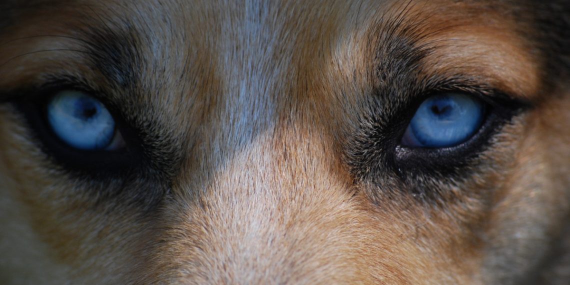 В Новороссийске собаки напали на двух девочек