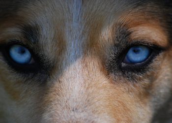 В Новороссийске собаки напали на двух девочек