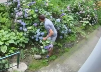 В Краснодаре чужую гортензию обрывают целыми семьями