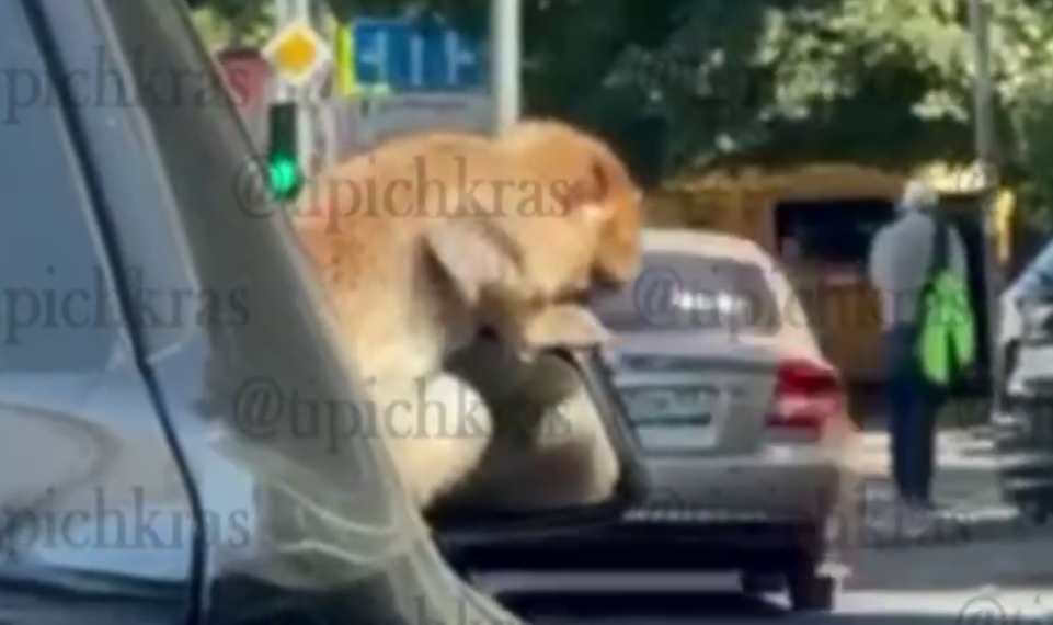 Суровые краснодарские пробки не вывозят даже обезьянки