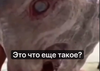 В Ейском лимане Кубани выловили монстра — новый вид биологического существа