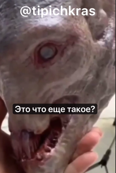 В Ейском лимане Кубани выловили монстра — новый вид биологического существа