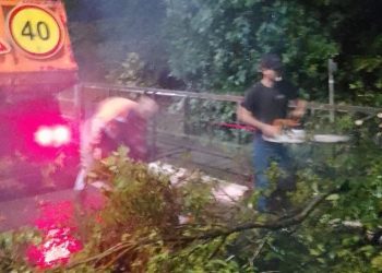 В Адлере на федеральной трассе из-за упавшего дерева движение осуществляется по одной полосе