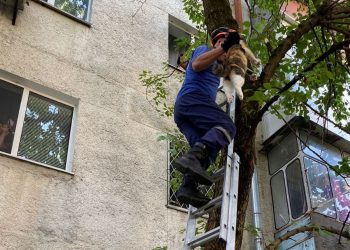 В Новороссийске кошка двое суток сидела на дереве и «пела серенады» коту