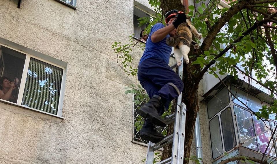В Новороссийске кошка двое суток сидела на дереве и «пела серенады» коту