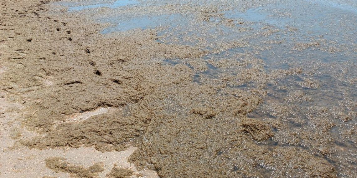 «Трупные отходы»: стали известны подробности массового отравления 12 детей под Туапсе