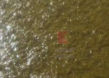 “Это еще мор бычка не пошел”: море у берегов Анапы превратилось в говно из водорослей