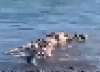 Разложившийся труп обнаружили на берегу Сухума