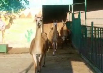 В санатории «Октябрьский» в Сочи прокомментировали негативные высказывания о зоопарке