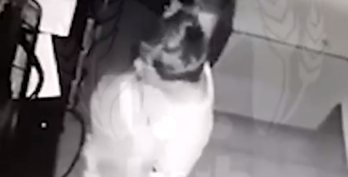 «Грааль не обнаружили»: В сочинском поселке Дагомыс отец с детьми обокрал церковь