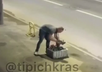 “Романтик”: в Краснодаре срывающий с уличной клумбы цветы мужчина попал на камеру видеонаблюдения