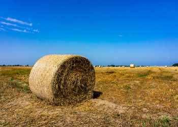 В Краснодаре перевыполнили промежуточный план по заготовке сена на 14%