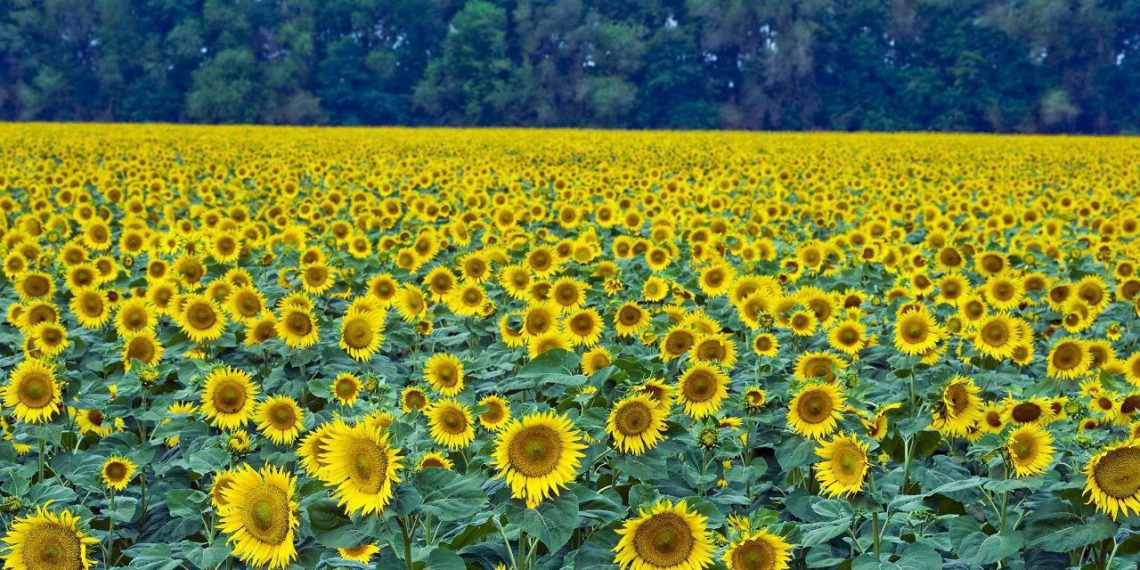 На Кубани производят до 600 тысяч тонн подсолнечного масла в год