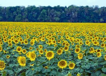 На Кубани производят до 600 тысяч тонн подсолнечного масла в год