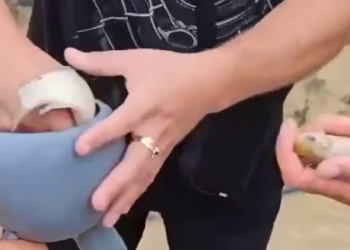 На Кубани из-за ливней рыба приплыла прямо к домам жителей